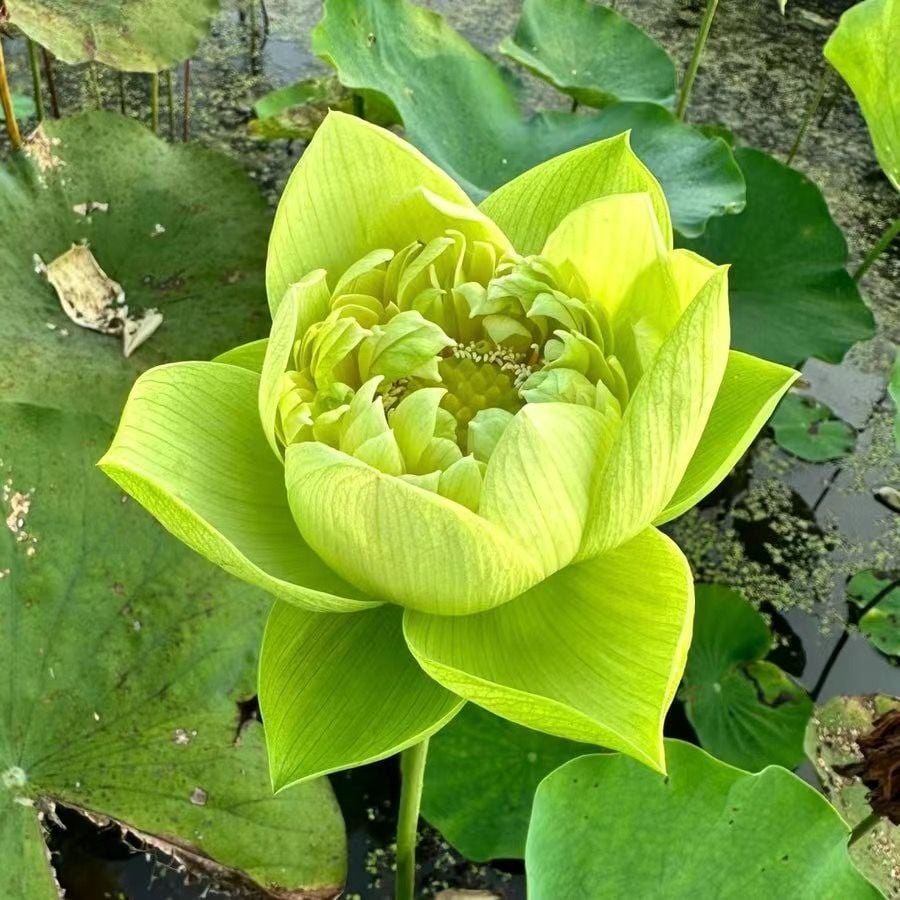 🔥[7 days germination] Last Day Sale -49% OFF💐The Sacred Bonsai Bowl Lotus Flower