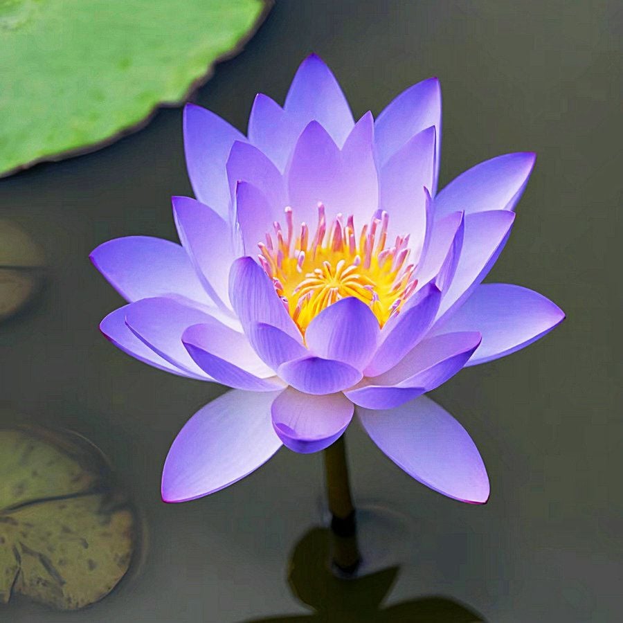 🔥[7 days germination] Last Day Sale -49% OFF💐The Sacred Bonsai Bowl Lotus Flower