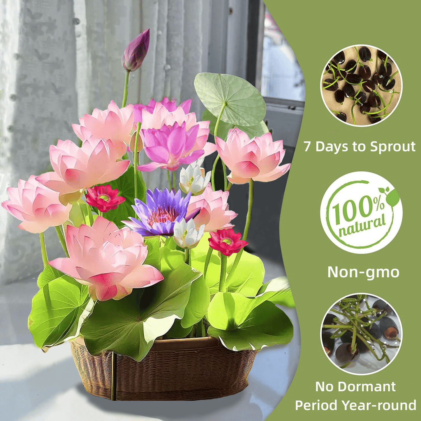 🔥[7 days germination] Last Day Sale -49% OFF💐The Sacred Bonsai Bowl Lotus Flower