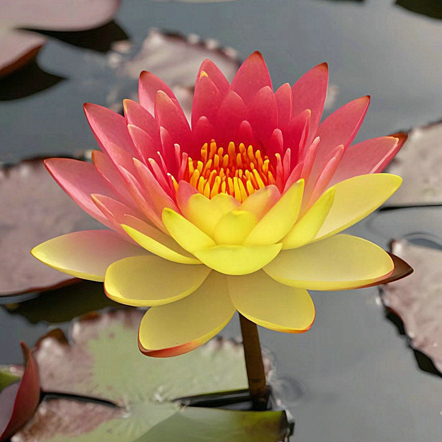 🔥[7 days germination] Last Day Sale -49% OFF💐The Sacred Bonsai Bowl Lotus Flower