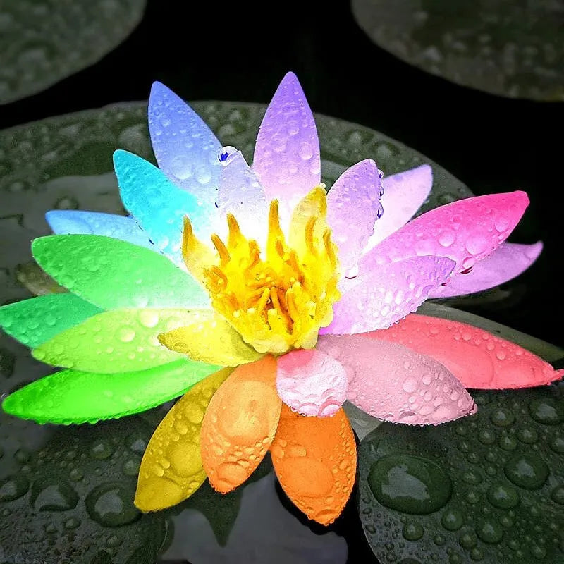 🔥[7 days germination] Last Day Sale -49% OFF💐The Sacred Bonsai Bowl Lotus Flower