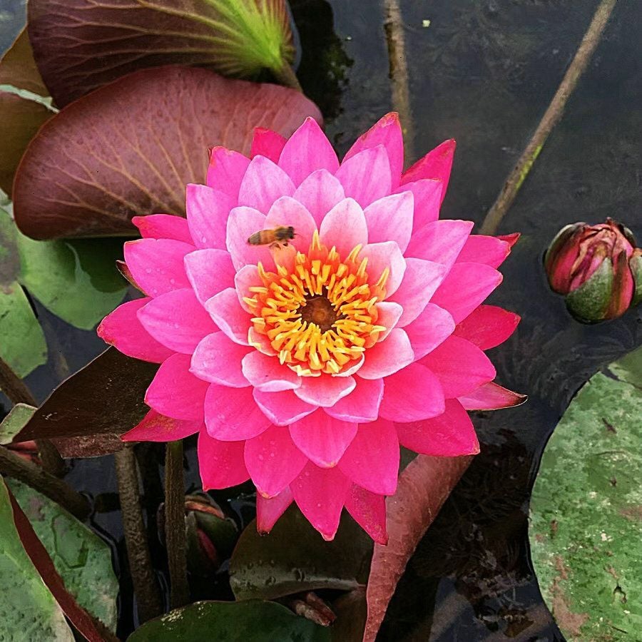 🔥[7 days germination] Last Day Sale -49% OFF💐The Sacred Bonsai Bowl Lotus Flower