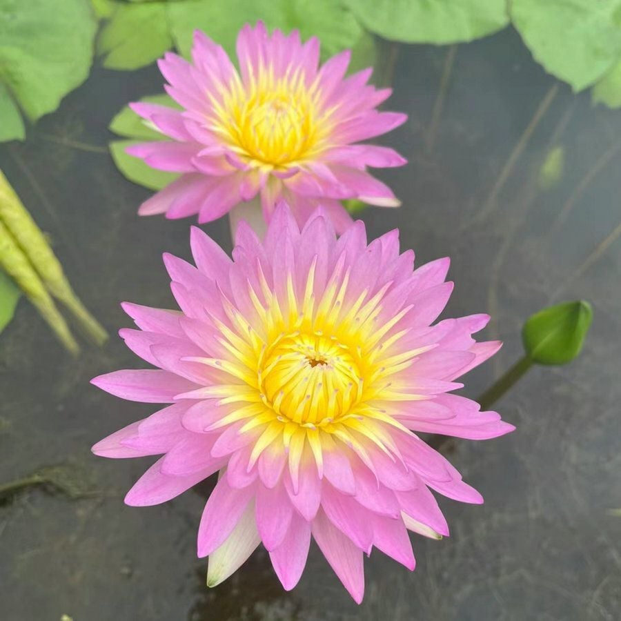 🔥[7 days germination] Last Day Sale -49% OFF💐The Sacred Bonsai Bowl Lotus Flower