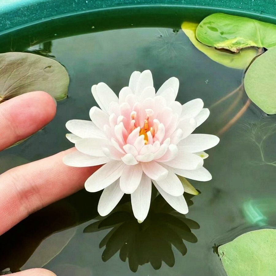 🔥[7 days germination] Last Day Sale -49% OFF💐The Sacred Bonsai Bowl Lotus Flower