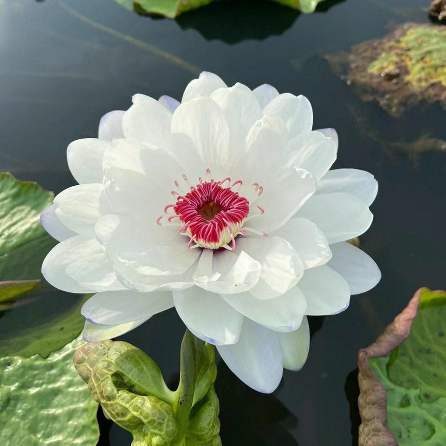 🔥[7 days germination] Last Day Sale -49% OFF💐The Sacred Bonsai Bowl Lotus Flower