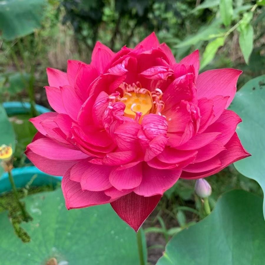 🔥[7 days germination] Last Day Sale -49% OFF💐The Sacred Bonsai Bowl Lotus Flower