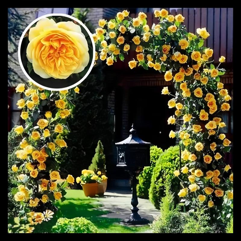 [3 days germination]🔥Last Day 49% OFF🌺Climbing Rose Seeds