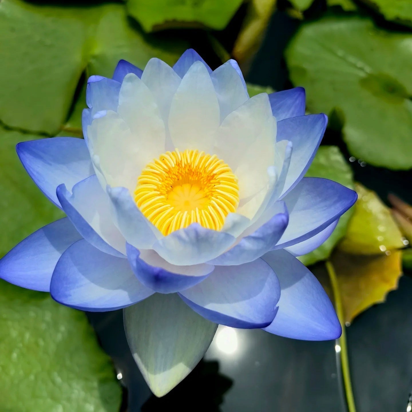 🔥[7 days germination] Last Day Sale -49% OFF💐The Sacred Bonsai Bowl Lotus Flower