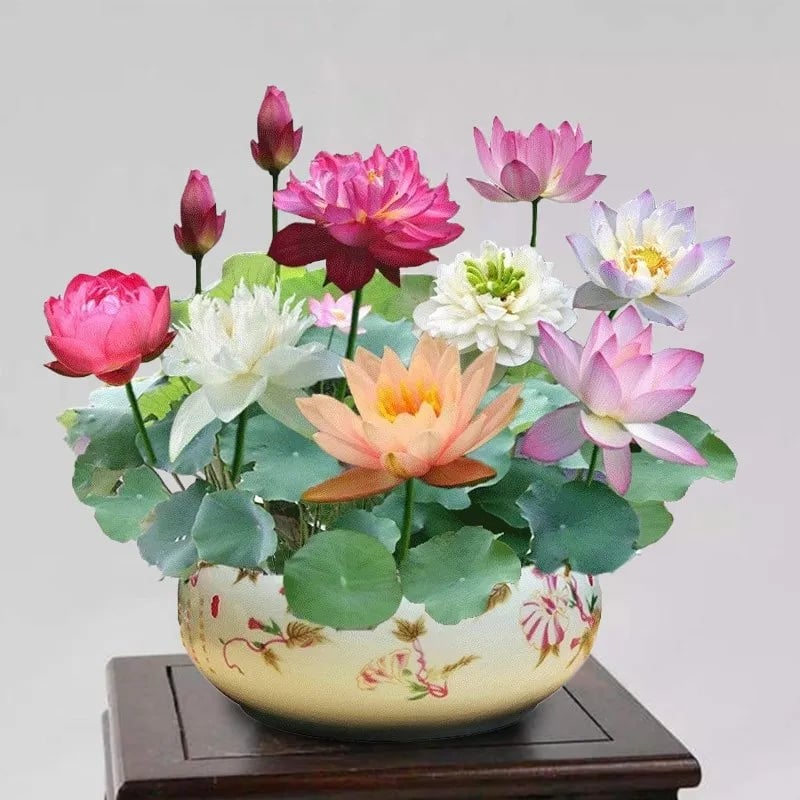🔥[7 days germination] Last Day Sale -49% OFF💐The Sacred Bonsai Bowl Lotus Flower