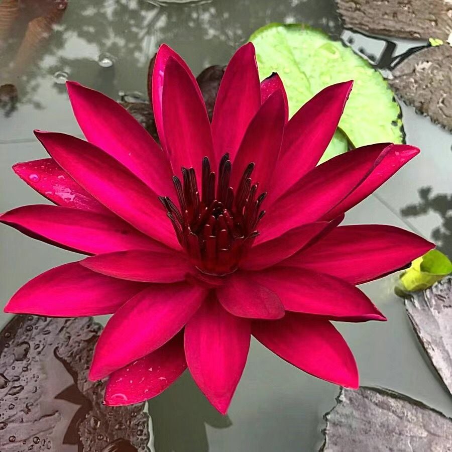 🔥[7 days germination] Last Day Sale -49% OFF💐The Sacred Bonsai Bowl Lotus Flower