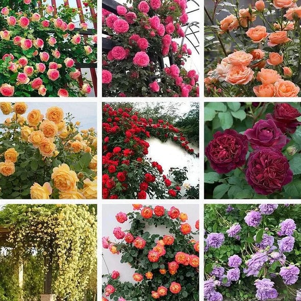 [3 days germination]🔥Last Day 49% OFF🌺Climbing Rose Seeds