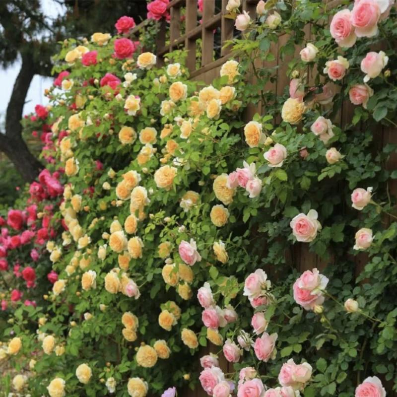 [3 days germination]🔥Last Day 49% OFF🌺Climbing Rose Seeds