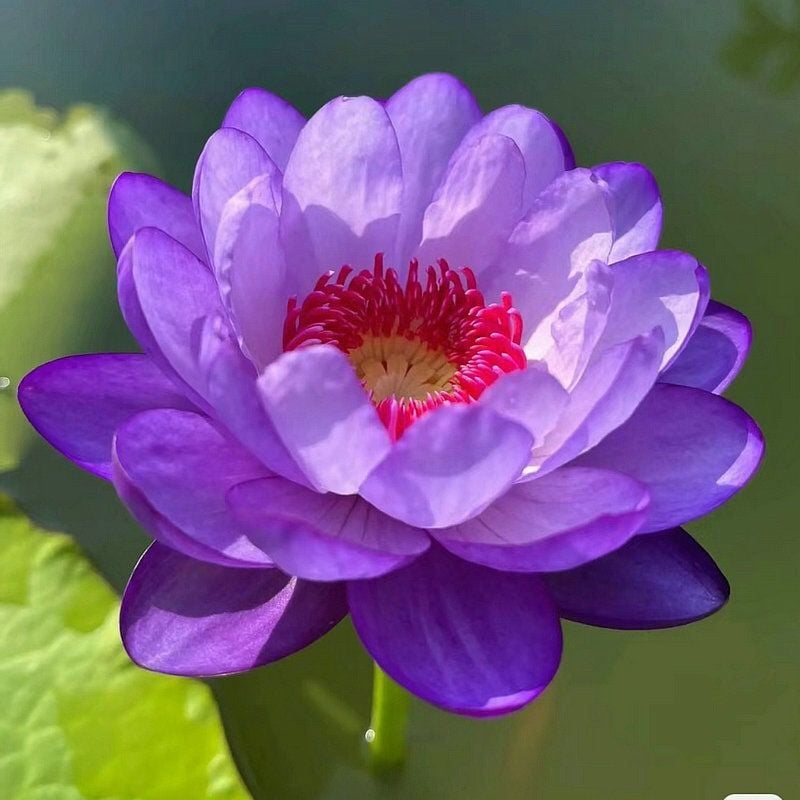 🔥[7 days germination] Last Day Sale -49% OFF💐The Sacred Bonsai Bowl Lotus Flower