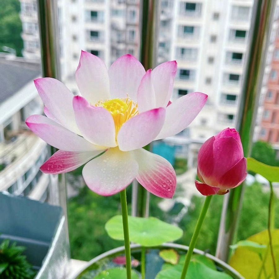 🔥[7 days germination] Last Day Sale -49% OFF💐The Sacred Bonsai Bowl Lotus Flower