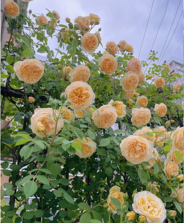 [3 days germination]🔥Last Day 49% OFF🌺Climbing Rose Seeds