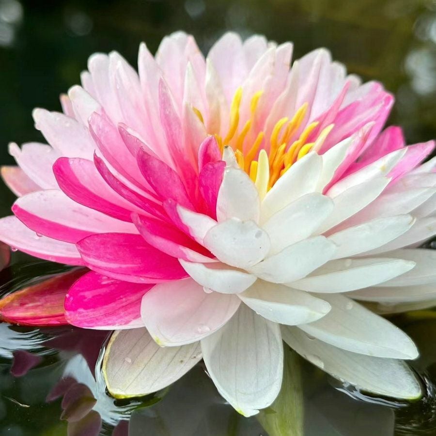 🔥[7 days germination] Last Day Sale -49% OFF💐The Sacred Bonsai Bowl Lotus Flower