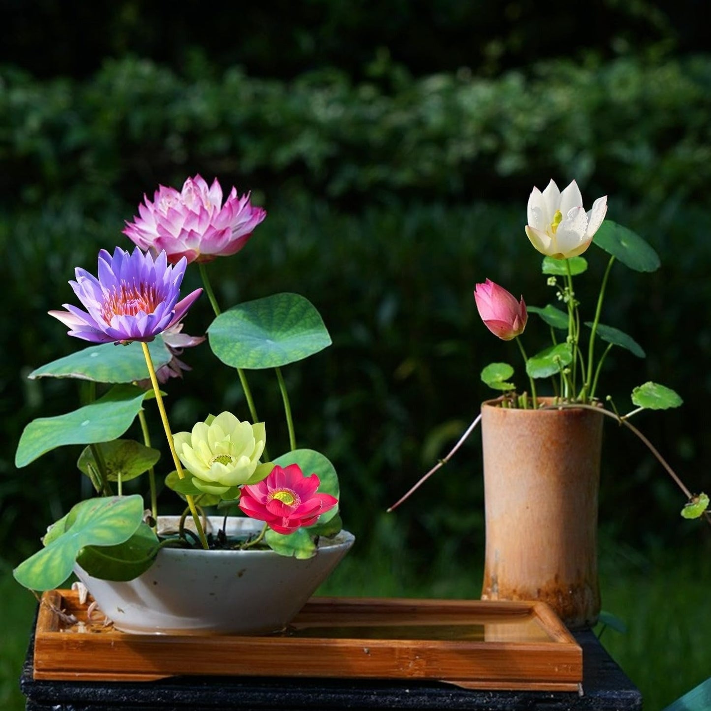 🔥[7 days germination] Last Day Sale -49% OFF💐The Sacred Bonsai Bowl Lotus Flower