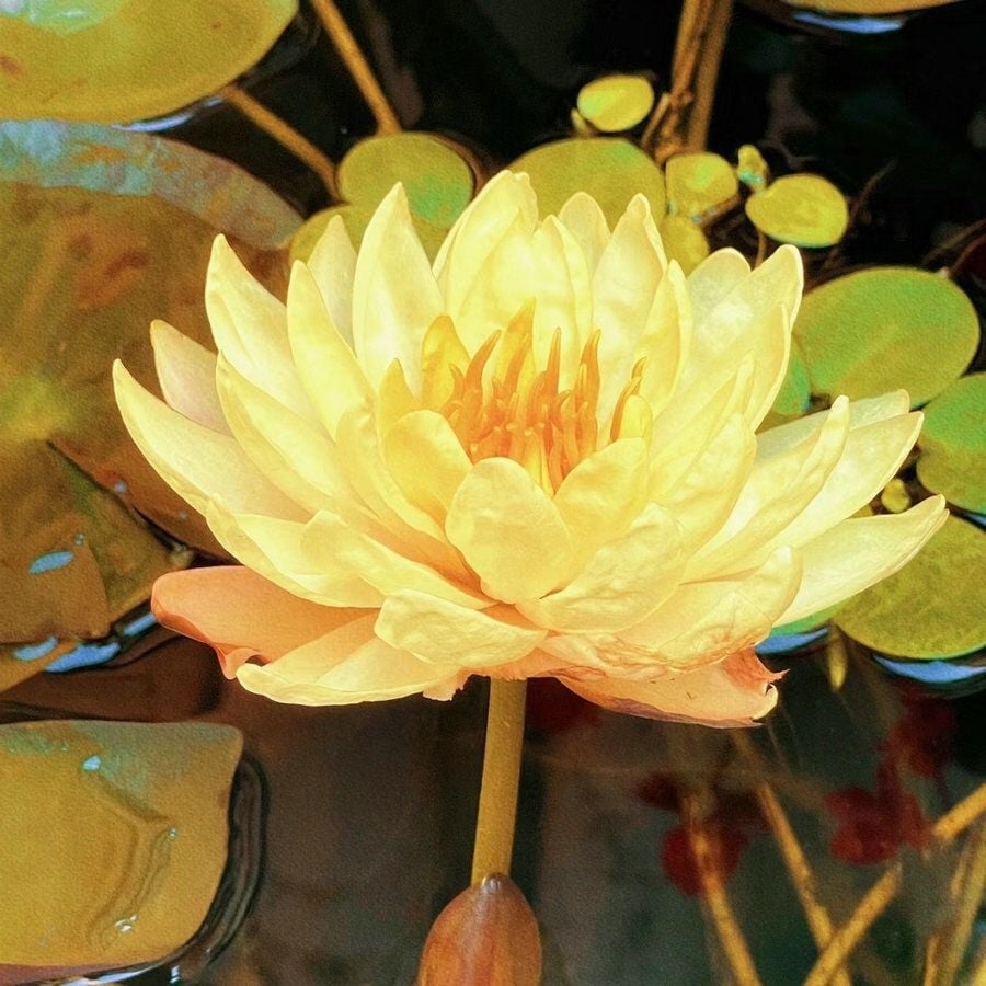 🔥[7 days germination] Last Day Sale -49% OFF💐The Sacred Bonsai Bowl Lotus Flower
