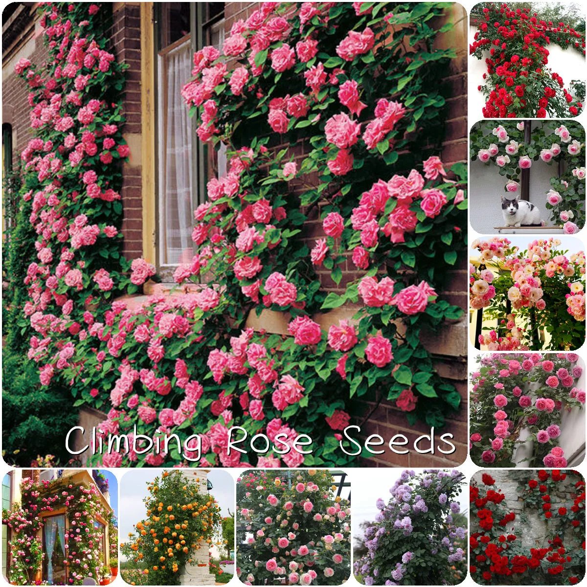 [3 days germination]🔥Last Day 49% OFF🌺Climbing Rose Seeds