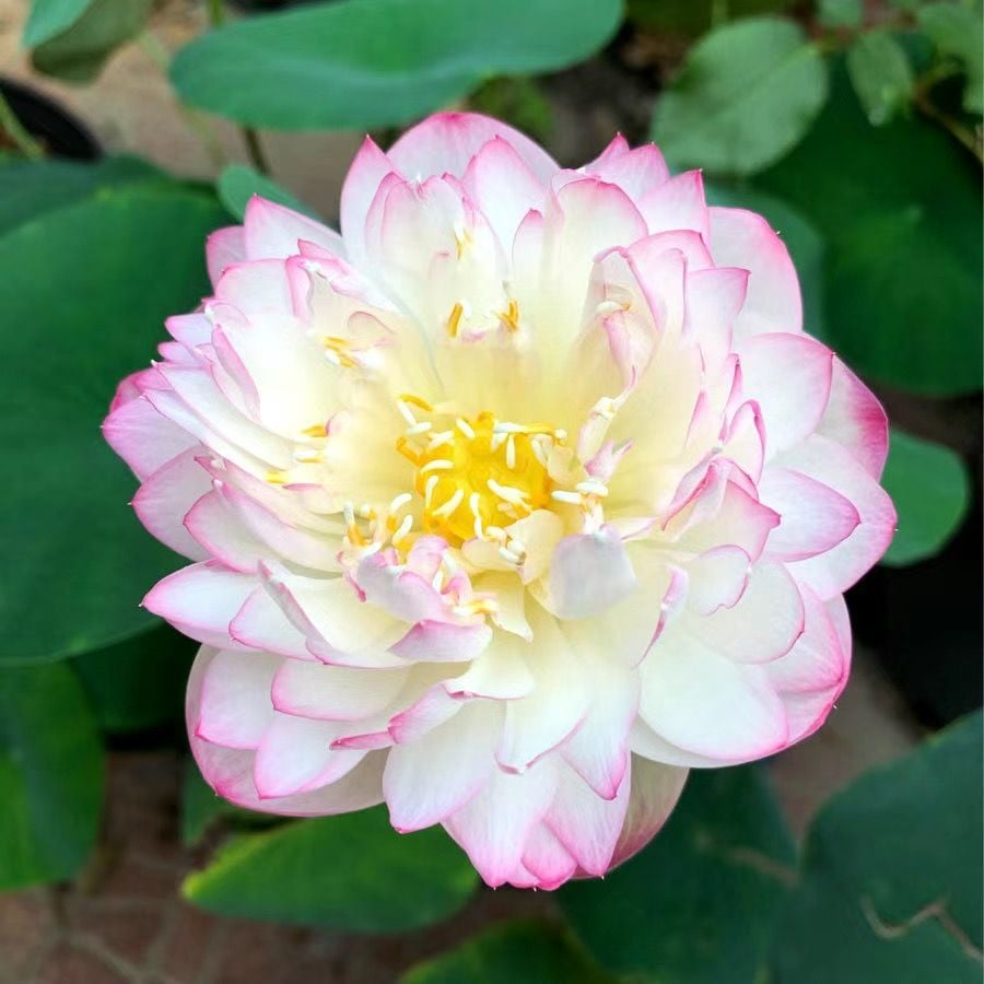 🔥[7 days germination] Last Day Sale -49% OFF💐The Sacred Bonsai Bowl Lotus Flower