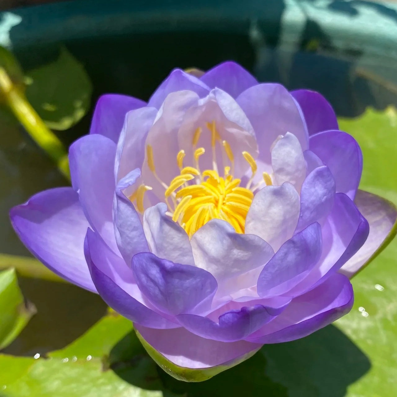 🔥[7 days germination] Last Day Sale -49% OFF💐The Sacred Bonsai Bowl Lotus Flower