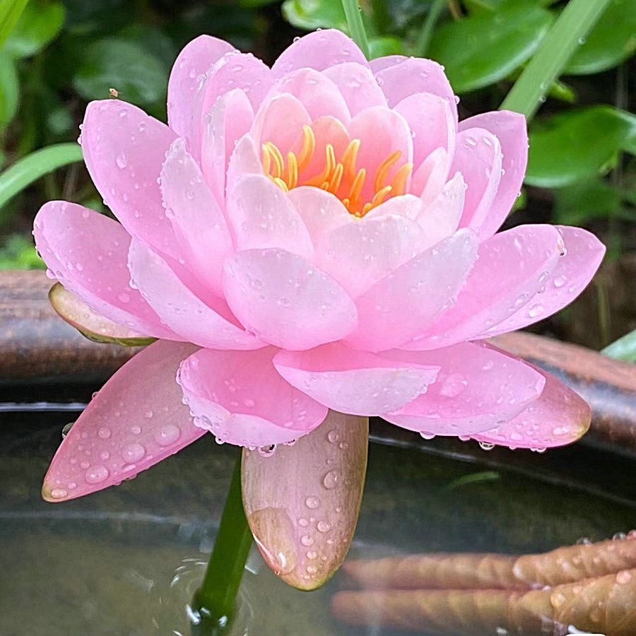 🔥[7 days germination] Last Day Sale -49% OFF💐The Sacred Bonsai Bowl Lotus Flower