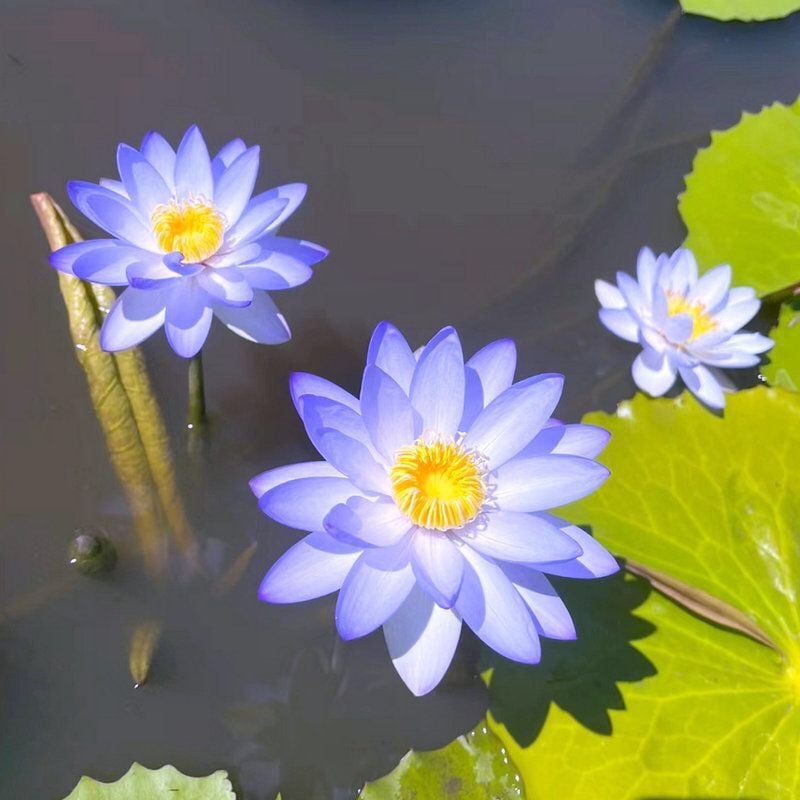 🔥[7 days germination] Last Day Sale -49% OFF💐The Sacred Bonsai Bowl Lotus Flower
