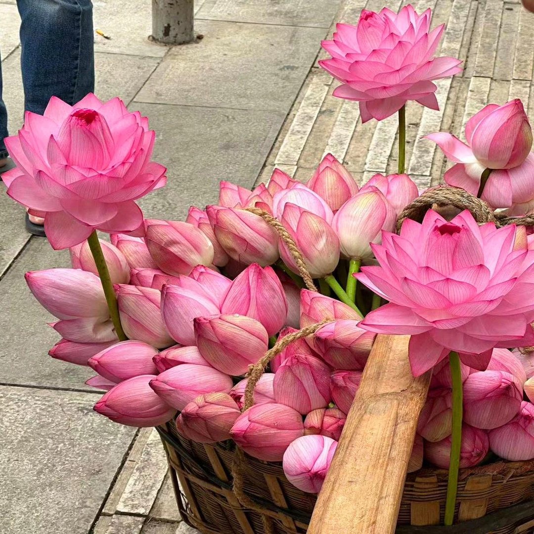 🔥[7 days germination] Last Day Sale -49% OFF💐The Sacred Bonsai Bowl Lotus Flower