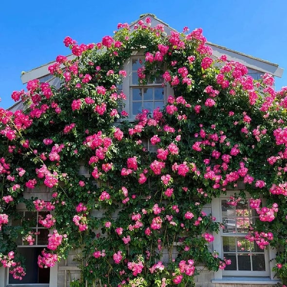 [3 days germination]🔥Last Day 49% OFF🌺Climbing Rose Seeds